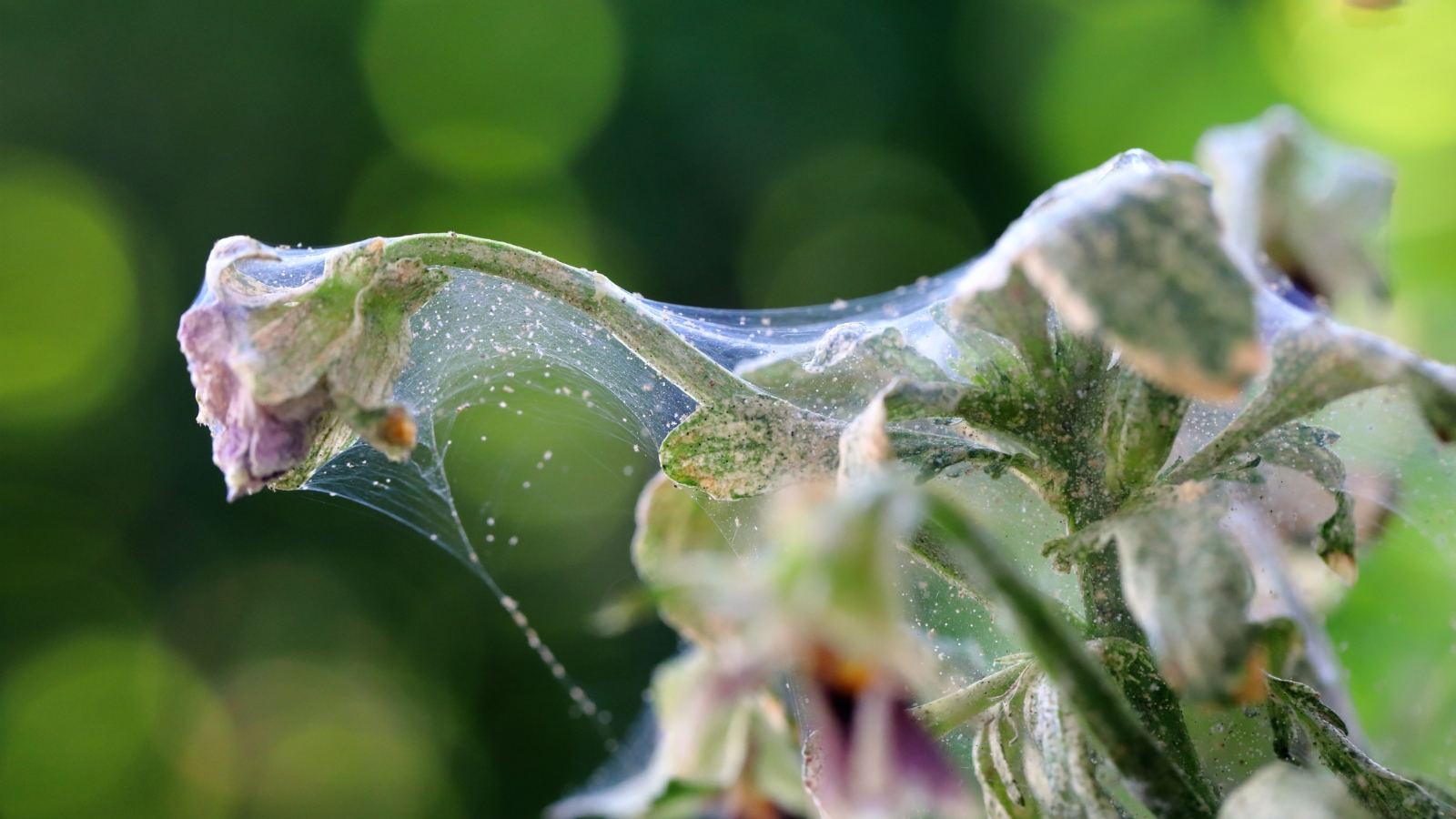 A plant’s upper leaves are shrouded in thick, white webbing spun by Tetranychidae, with a few small red bodies visible through the tangled silk strands.