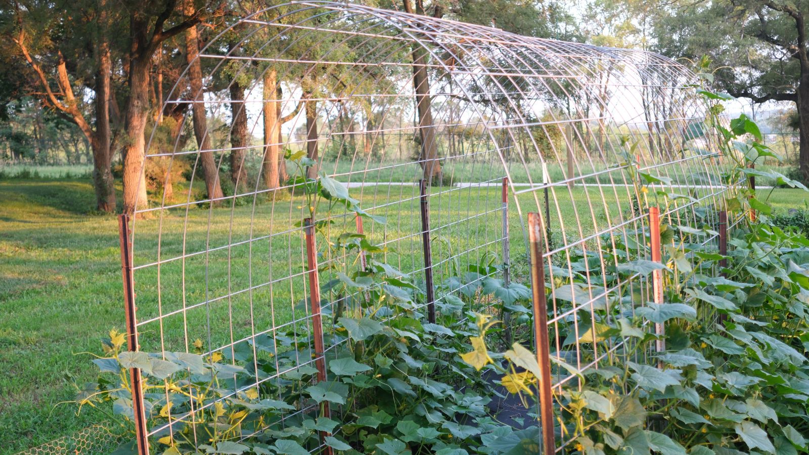A lovely raised bed with an arch  structure meant to provide support to the plants growing vines and climbing the arch