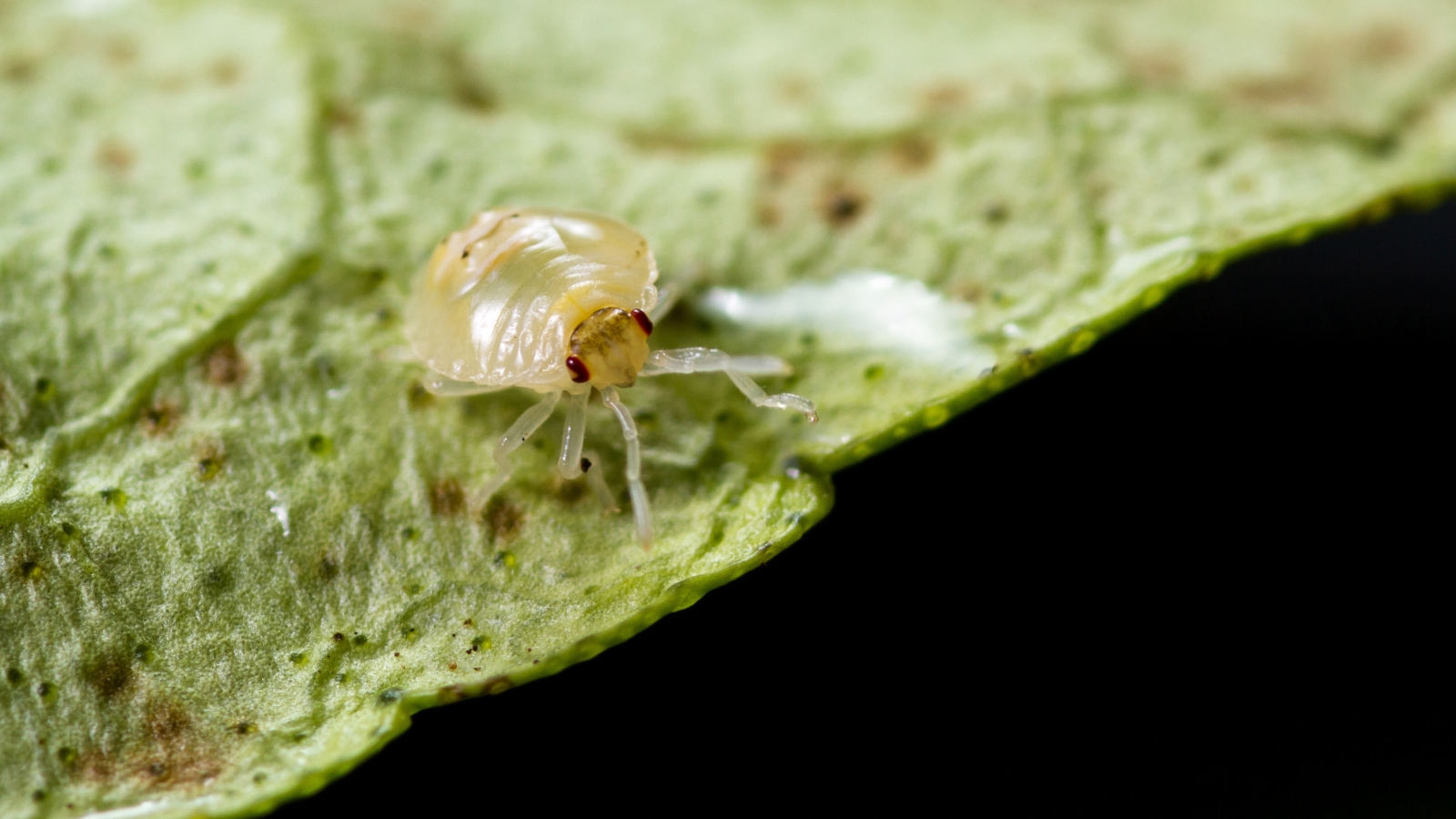 A pale Tetranychidae crawls slowly along a light green leaf, near a small feeding hole that has begun to form at the leaf’s edge.