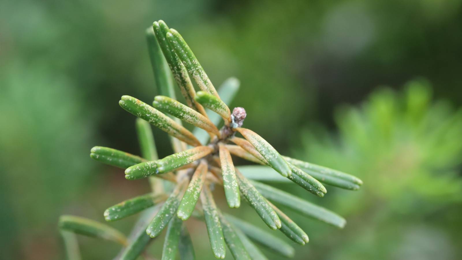 A green pine needle branch is dotted with small, orange Tetranychidae, with faint silk threads wrapping around the sharp, green needles.