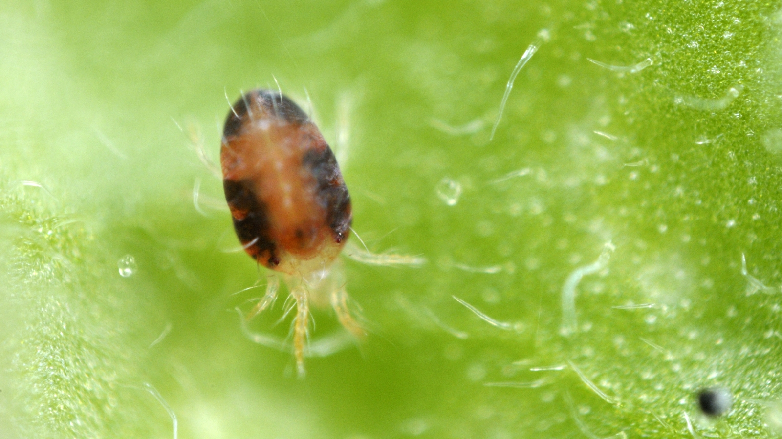 A microscopic view of a two-spotted Tetranychidae sitting on a green leaf.