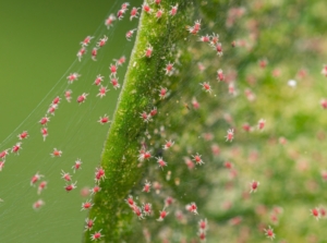 Tiny red Tetranychidae crawl on the edge of a green leaf, surrounded by delicate, white webs stretching from the leaf’s veins to its margins.