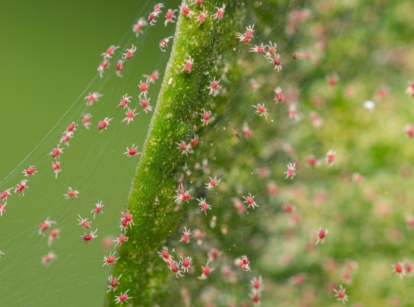 Tiny red Tetranychidae crawl on the edge of a green leaf, surrounded by delicate, white webs stretching from the leaf’s veins to its margins.