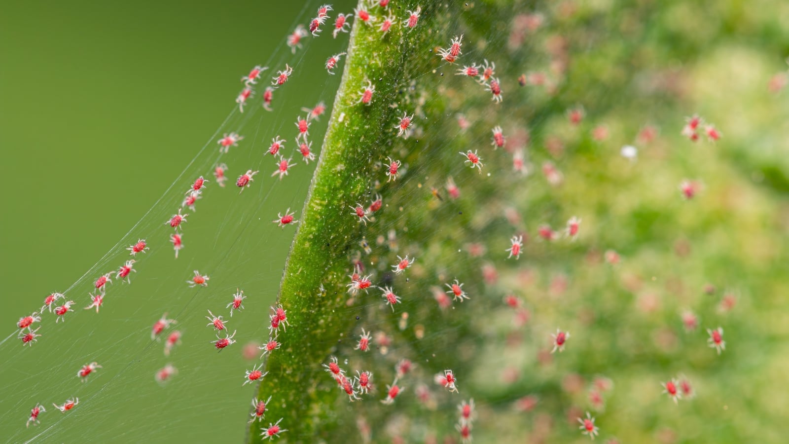 Tiny red Tetranychidae crawl on the edge of a green leaf, surrounded by delicate, white webs stretching from the leaf’s veins to its margins.