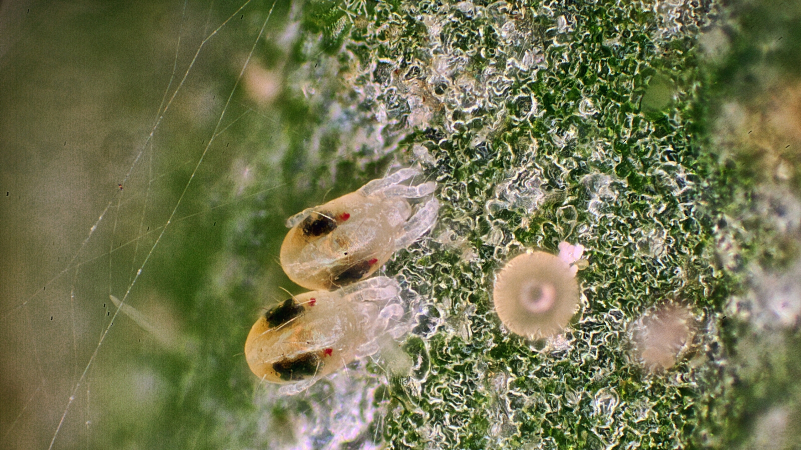 A plant leaf is covered in fine webbing with a patch of eggs and Tetranychidae concentrated on a brown, decayed portion of the leaf, surrounded by light silk threads.