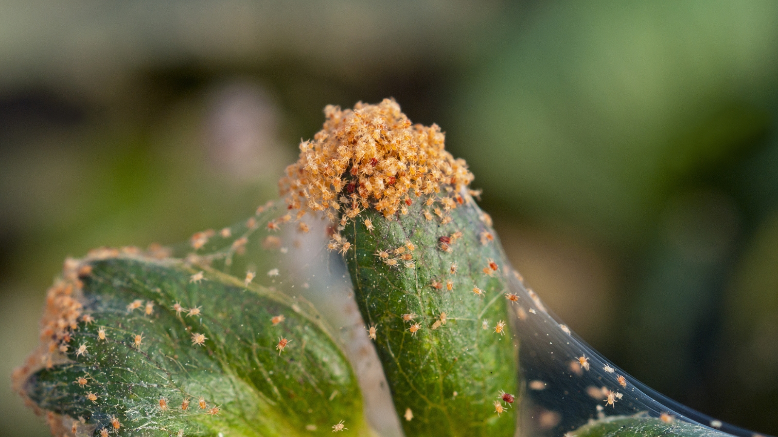 The upper portion of a plant is covered with fine, golden-brown dust and webs, where a few red Tetranychidae are visible among the debris and plant residue.