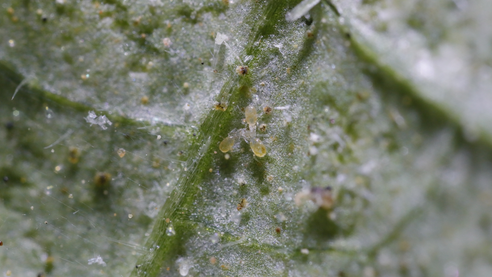Multiple small, pale Tetranychidae roam over a gray-green leaf with extensive spotting and damage, the leaf appearing dusty with patches of webbing.