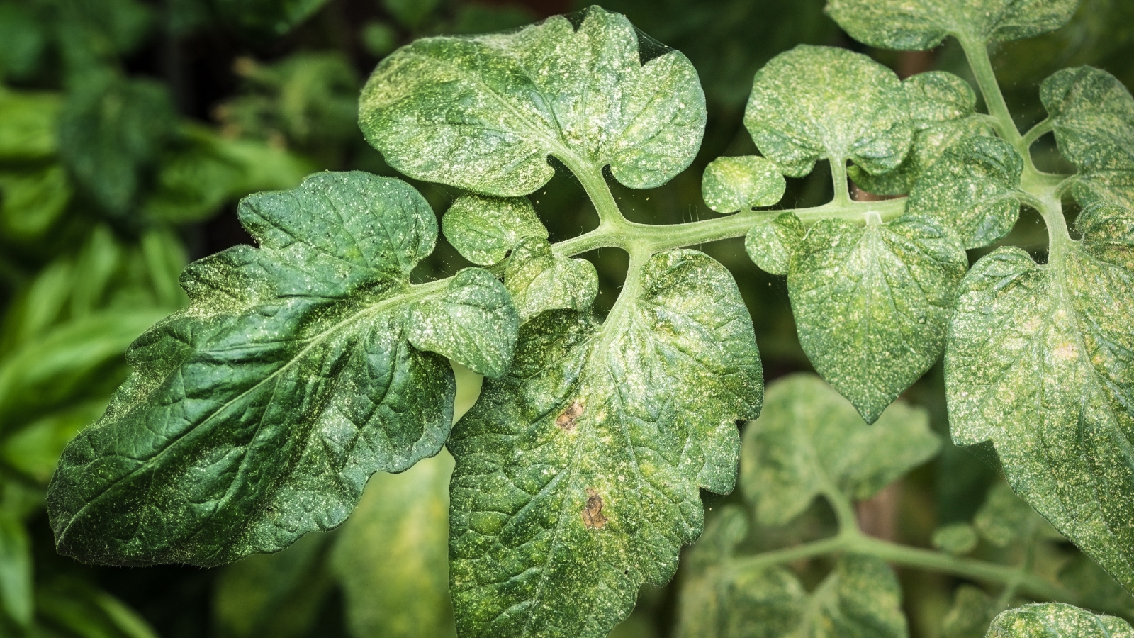 A cluster of tomato plant leaves appears mottled with yellow spots, showing the typical feeding damage caused by Tetranychidae, as the veins remain green.