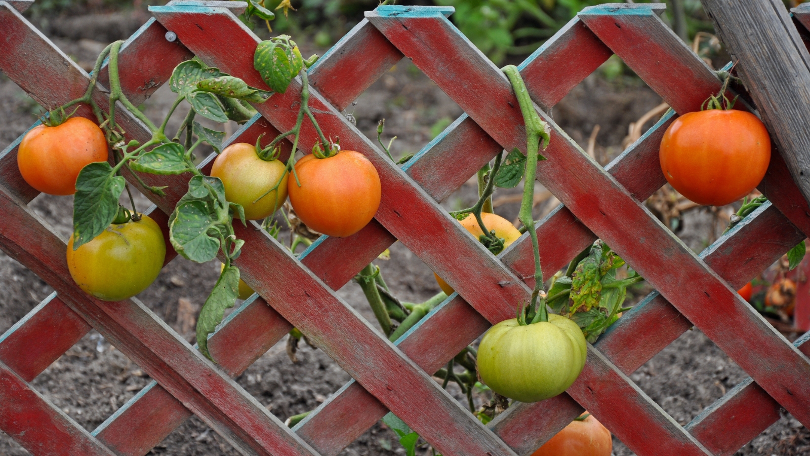 Tomatoes Growing on Trellis in Garden in Different Colors of Green