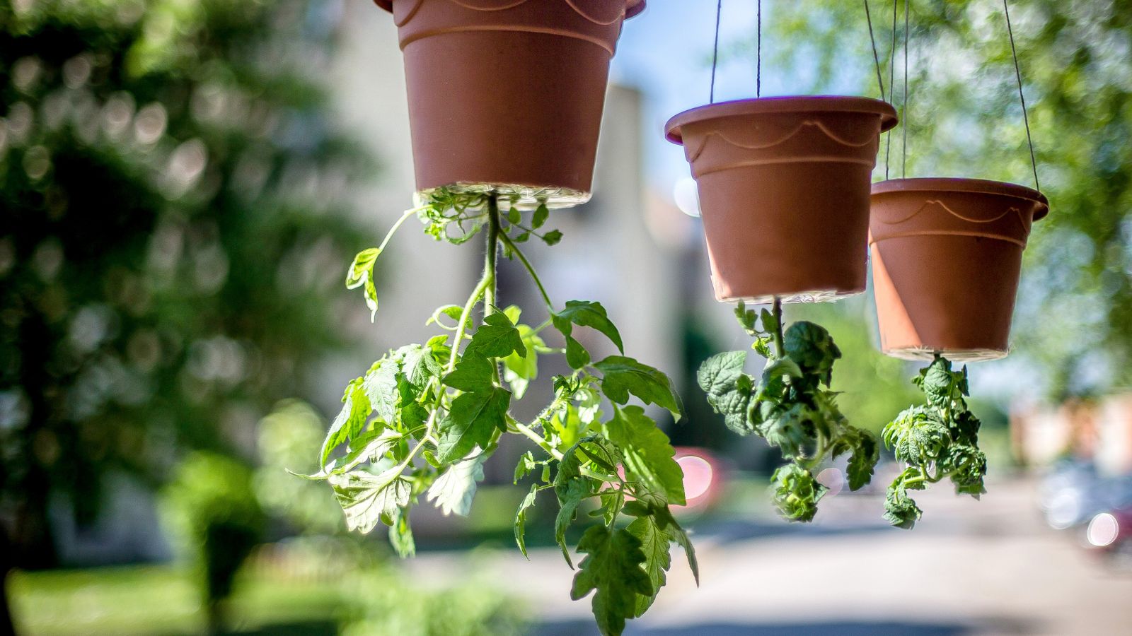 An Upside Down Tomato Rig that uses small brown containers dangling holding seedlings upside down