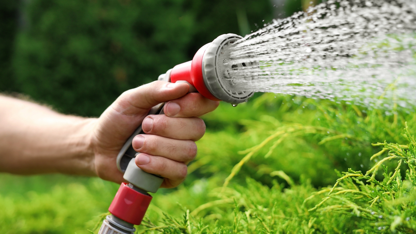 A stream of water is directed at a dense cluster of green plants, with droplets glistening on the leaves as the spray reaches the top layers of the foliage.