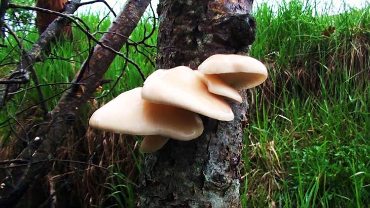 Aspen oyster mushroom