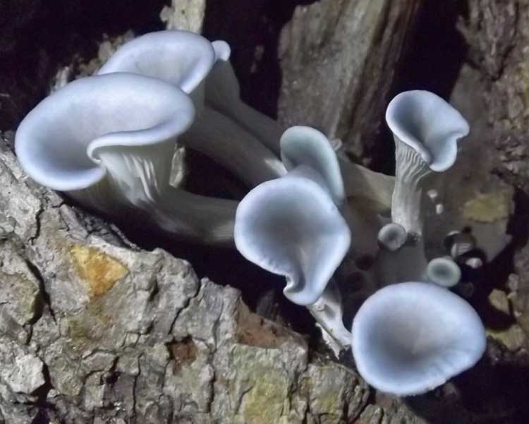 Blue oyster mushroom