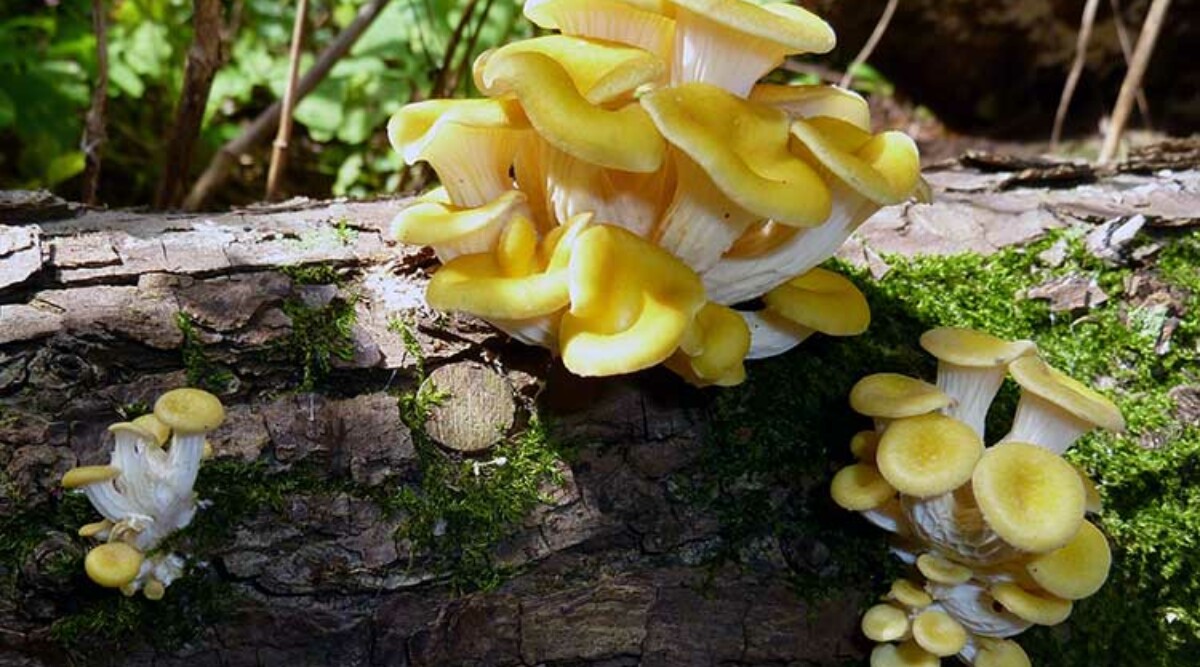 Gold oyster mushroom