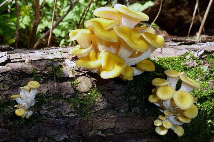 Gold oyster mushroom
