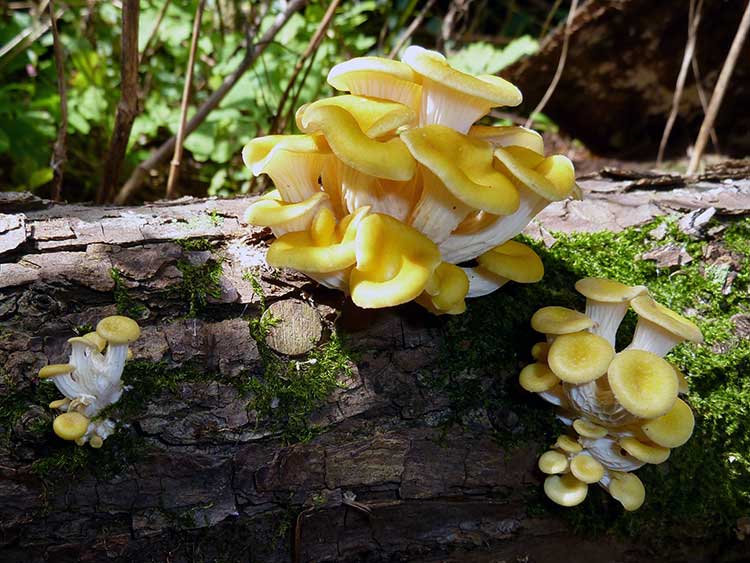 Gold oyster mushroom