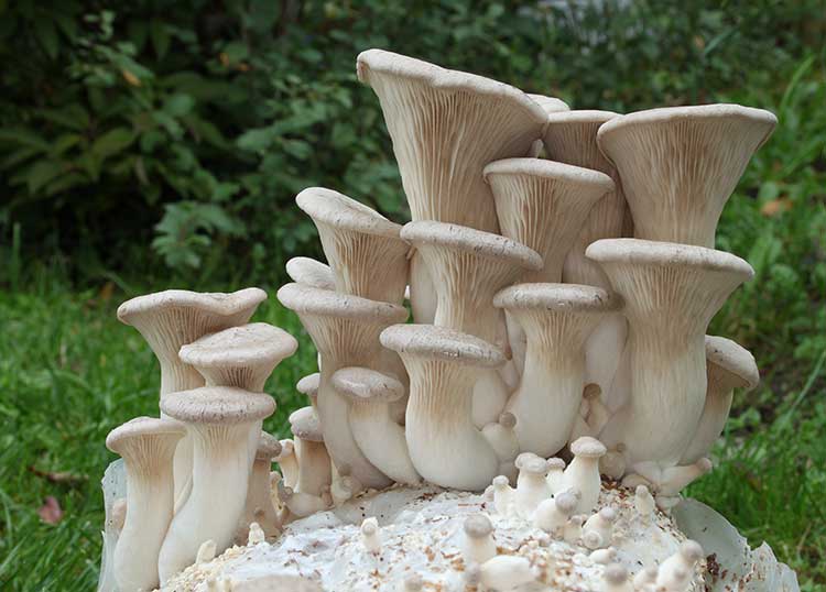 King oyster mushroom