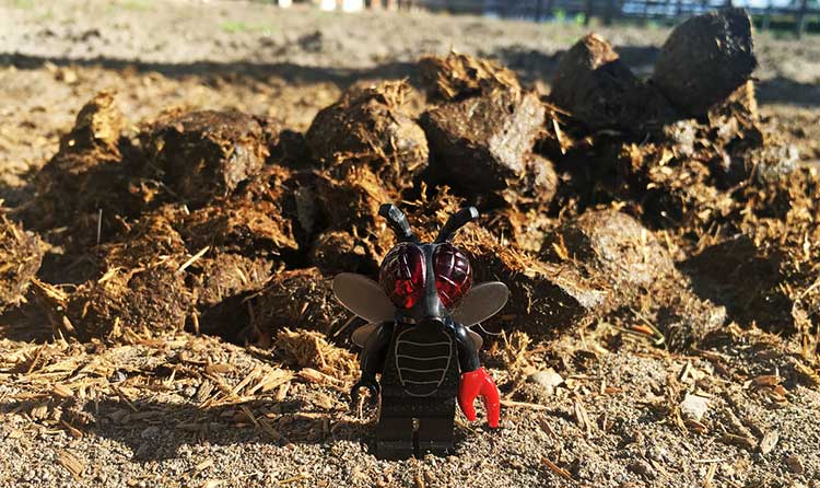 Manure as a substrate for growing oyster mushrooms