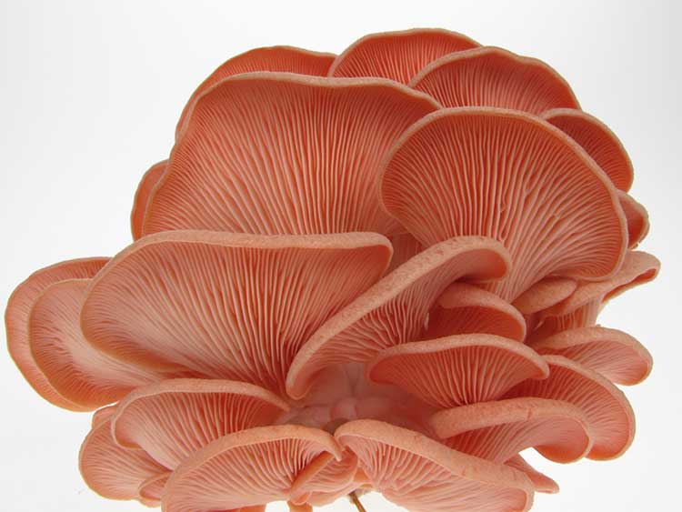 Pink oyster mushroom