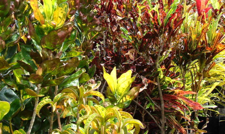 A mix of crotons