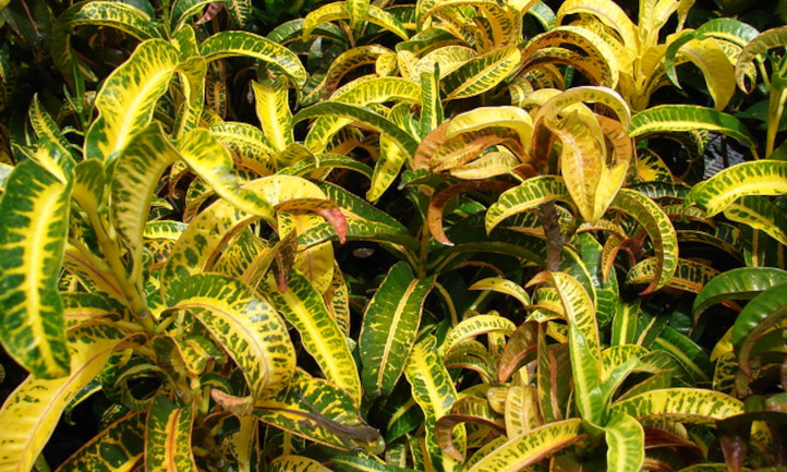 Codiaeum variegatum leaves