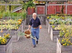 Countertop Raised Beds