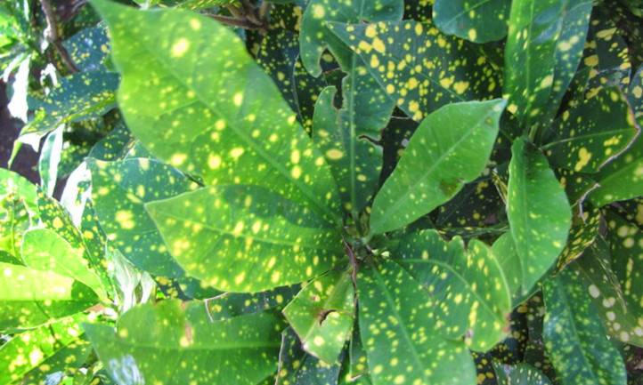 Green Codiaeum variegatum