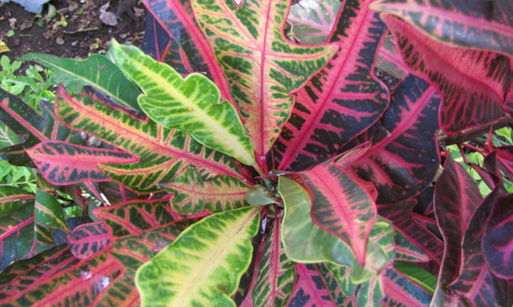 Multicolored croton