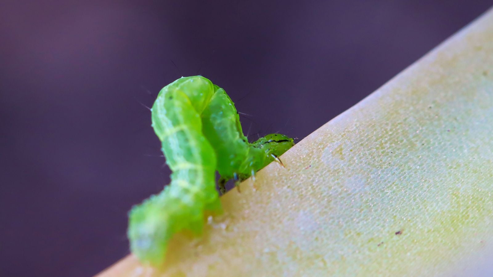 A macro shot of a vibrant green cabbage looper crawling by inching its body on a plant