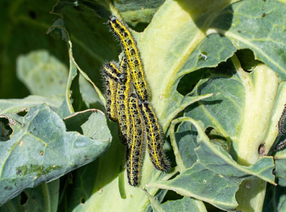 Cabbage worms in vegetable garden.