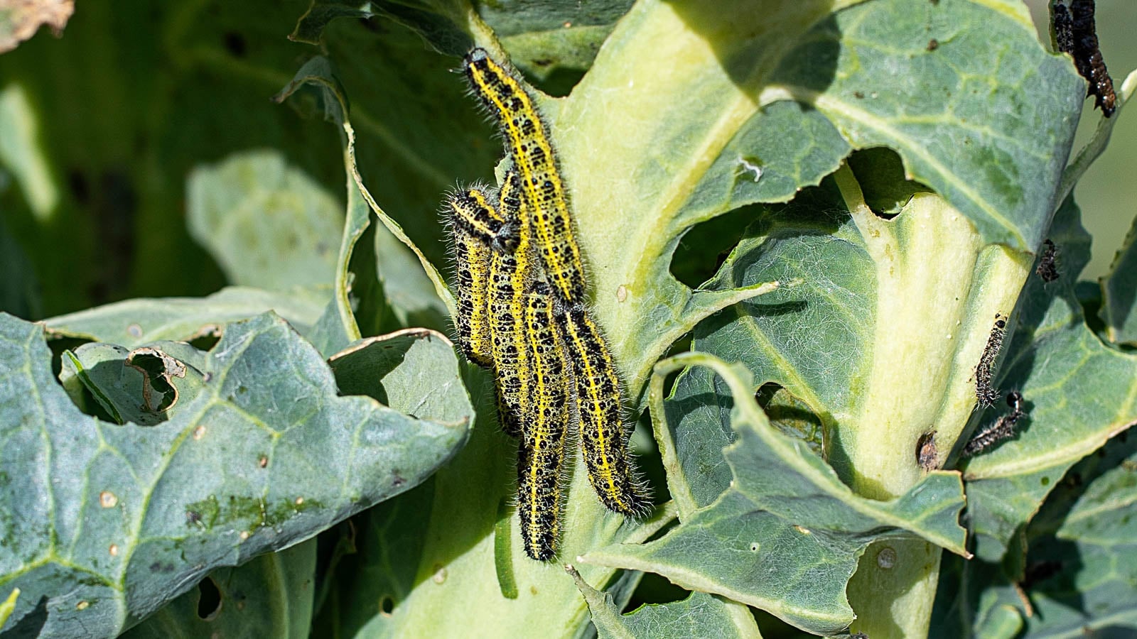 Cabbage worms in vegetable garden.