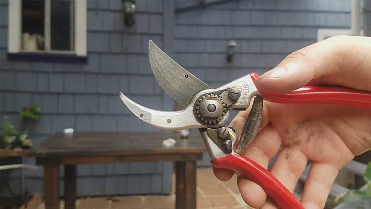 Clean Felco 2 Pruners