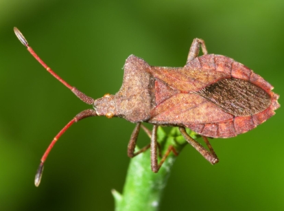 One of the squash bugs in the garden, sitting on a stem appearing bright green with other greens look blurry in the background