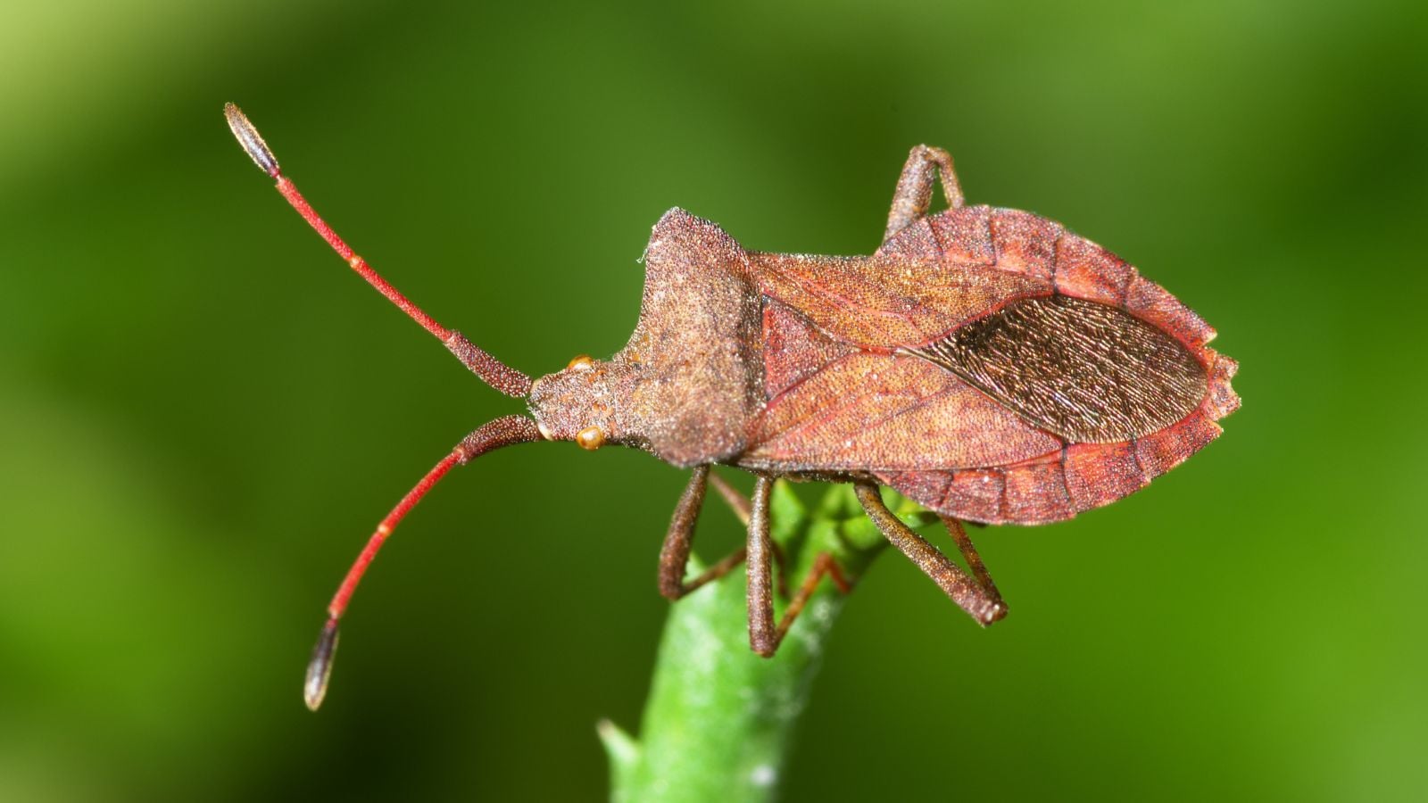One of the squash bugs in the garden, sitting on a stem appearing bright green with other greens look blurry in the background