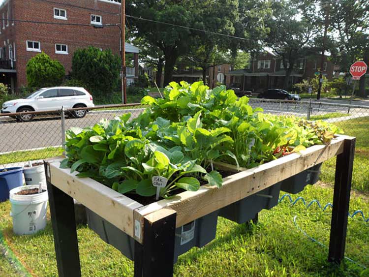 The Self-Watering Salad Table