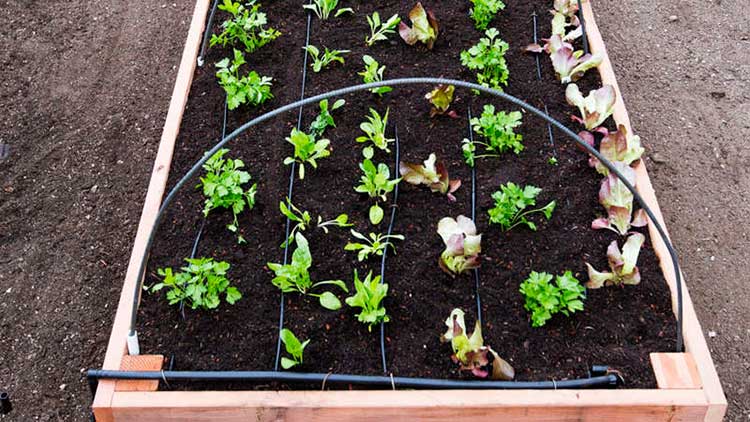 Ultimate Raised Bed