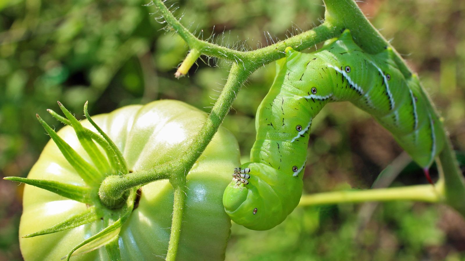 A shot of a green colored caterpillar 