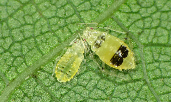 Adult aphid and larval aphid