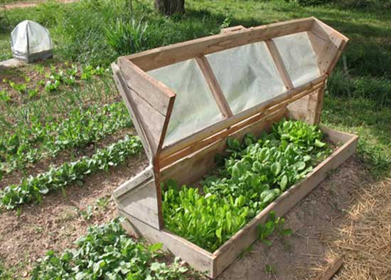 Amish Cold Frame