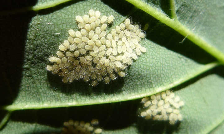 Aphids on underside of leaf