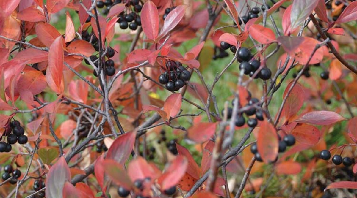 Chokeberry (Aronia)