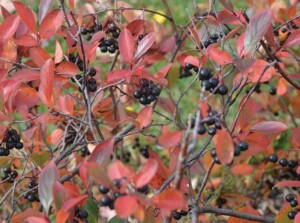 Chokeberry (Aronia)