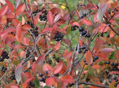 Chokeberry (Aronia)
