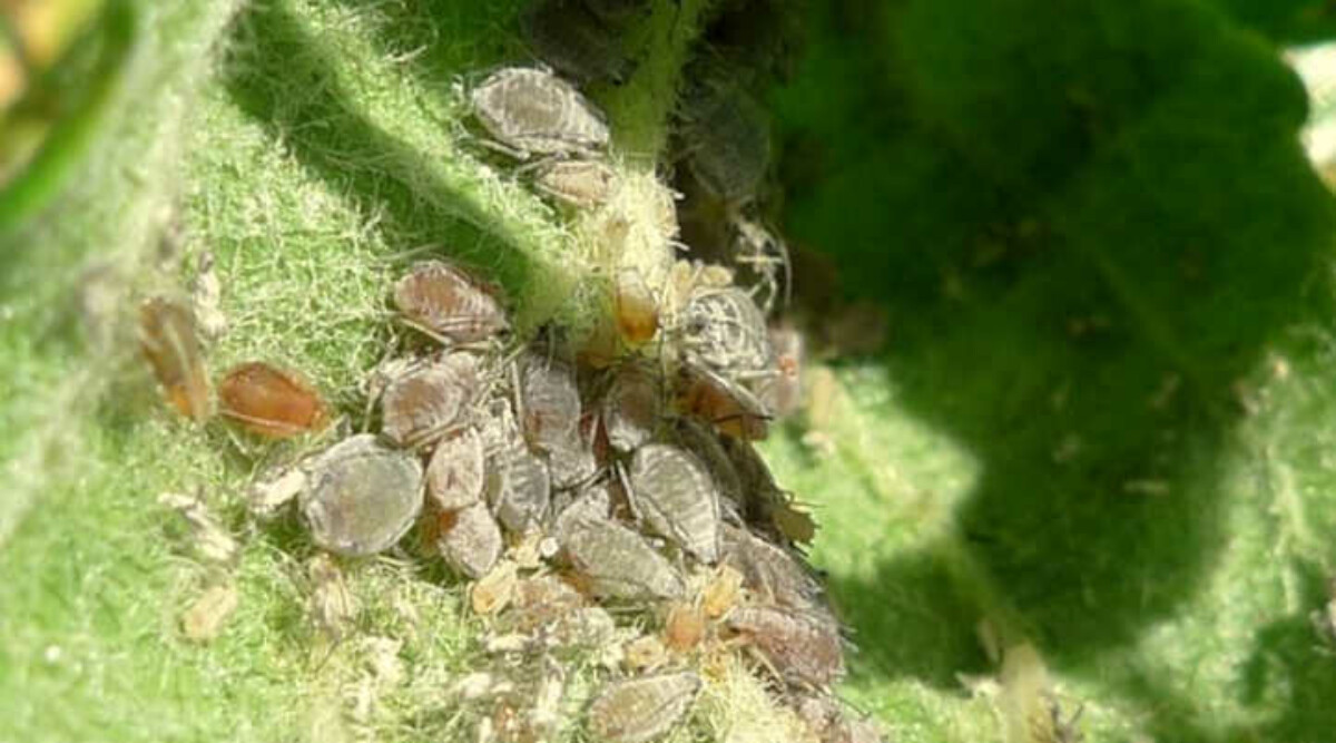 Cluster of aphids