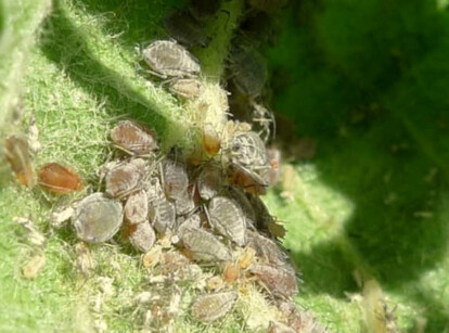 Cluster of aphids