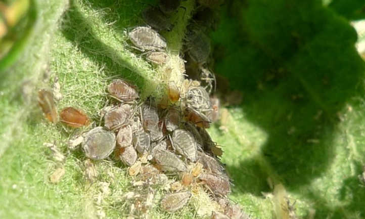 Cluster of aphids