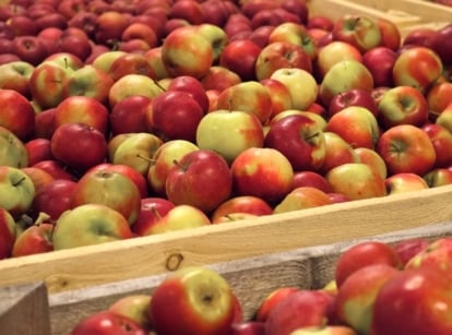 Determining the best way to store apples, having green and deep red hues placed in wooden containers