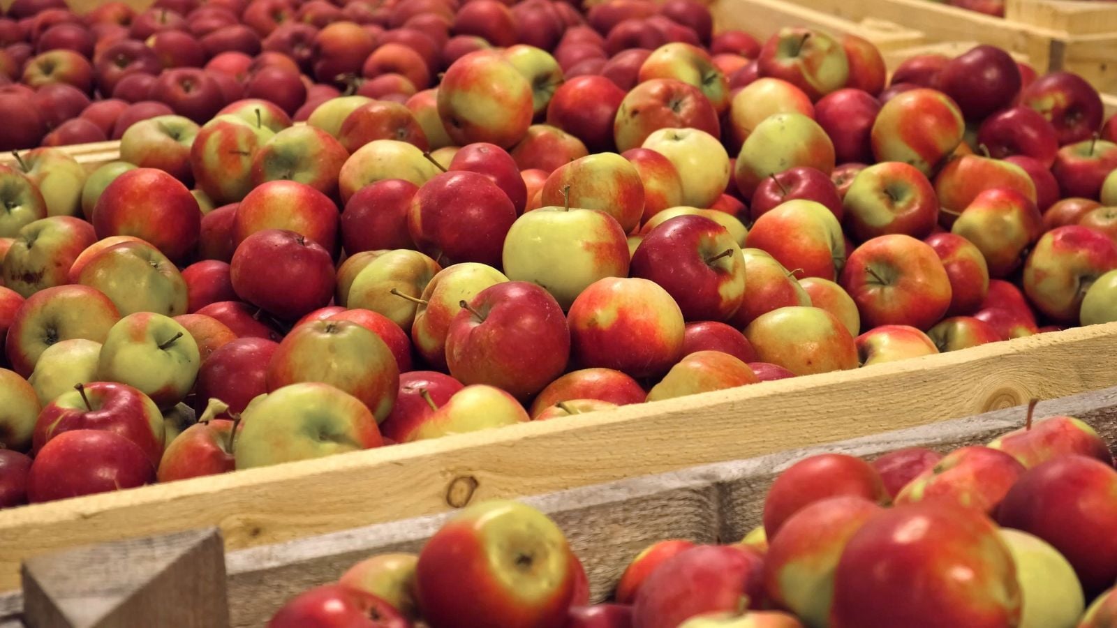 Determining the best way to store apples, having green and deep red hues placed in wooden containers