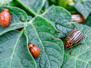 Colorado potato beetles.