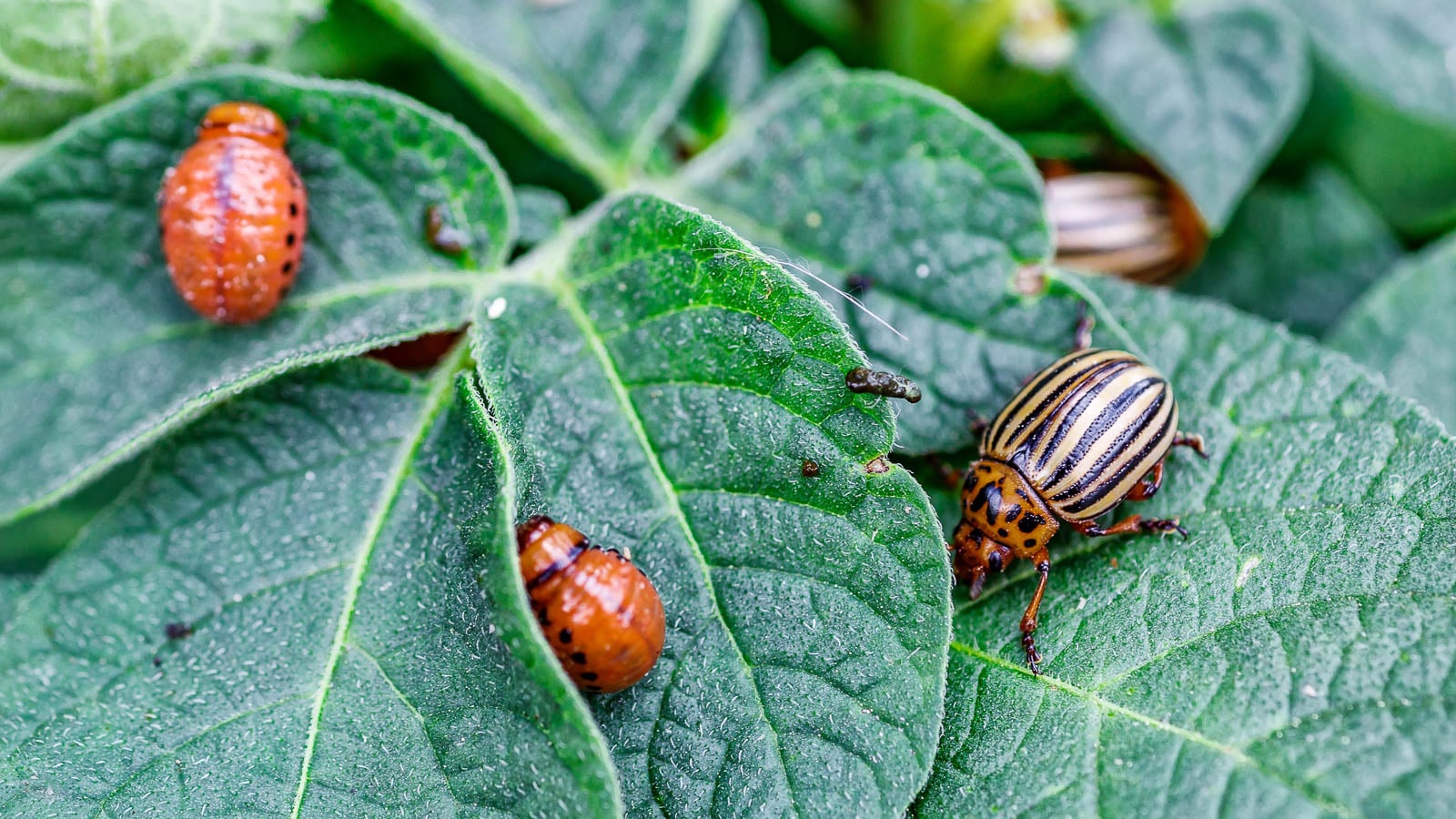 Colorado potato beetles.